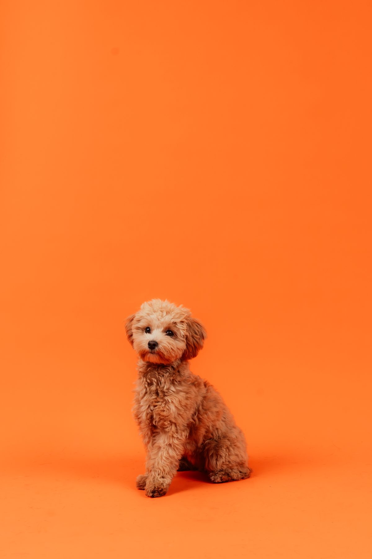 Liten hund — Maggie, 3,5 kg Maltipoo. Normalt aktiv, inte kastrerad och normal i hull. Matbehov 160 g/dag.