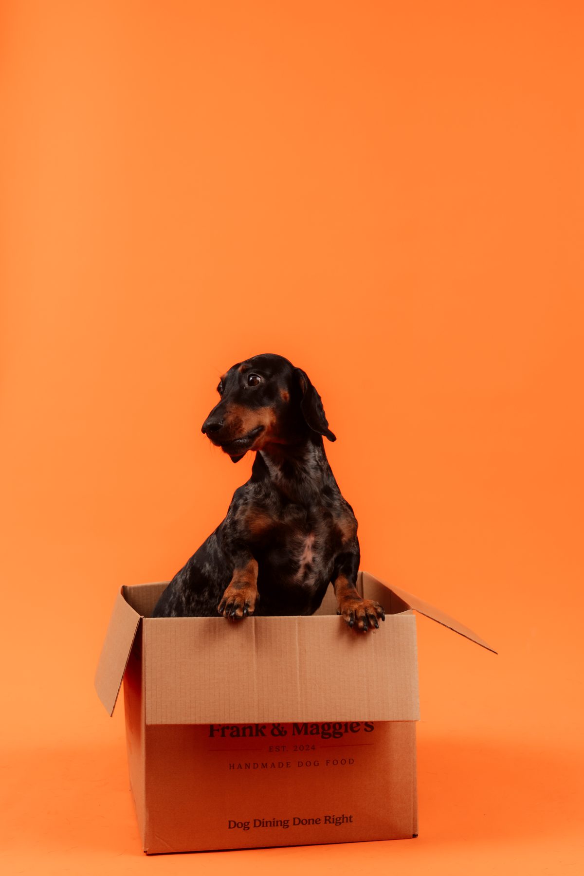 Mellanstor hund — Buster, 10 kg Tax. Normalt aktiv, inte kastrerad och normal i hull. Matbehov 400 g/dag.
