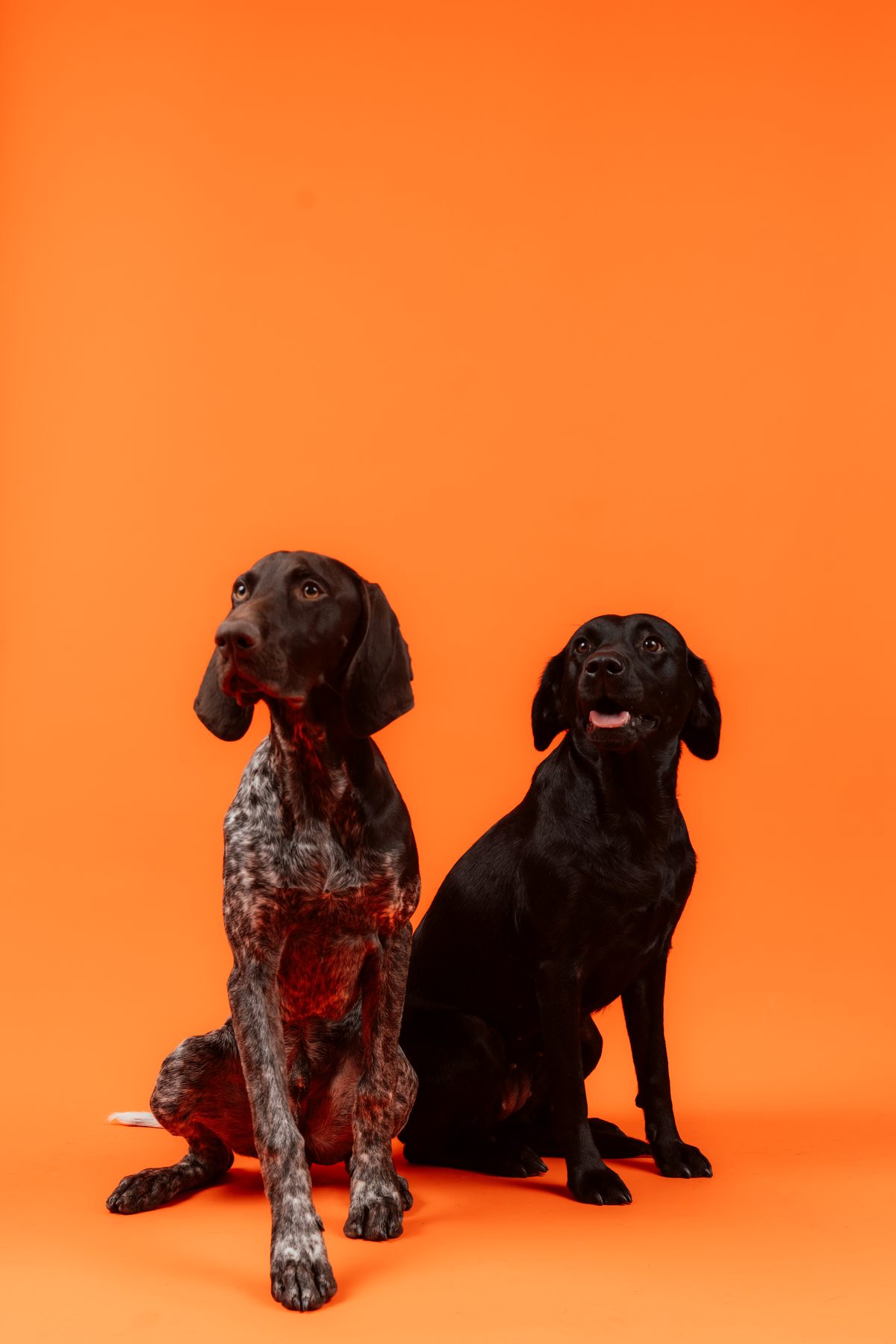 Stor hund — Frank, 30 kg Korthårig Vorsteh. Normalt aktiv, inte kastrerad och normal i hull. Matbehov 925 g/dag.