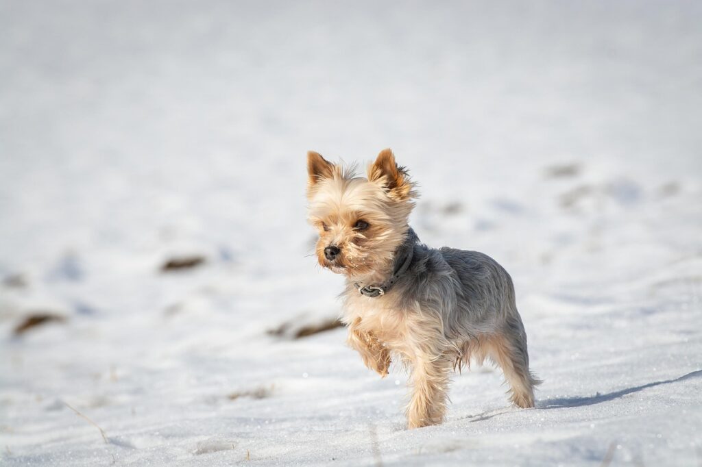 Hund går i snön