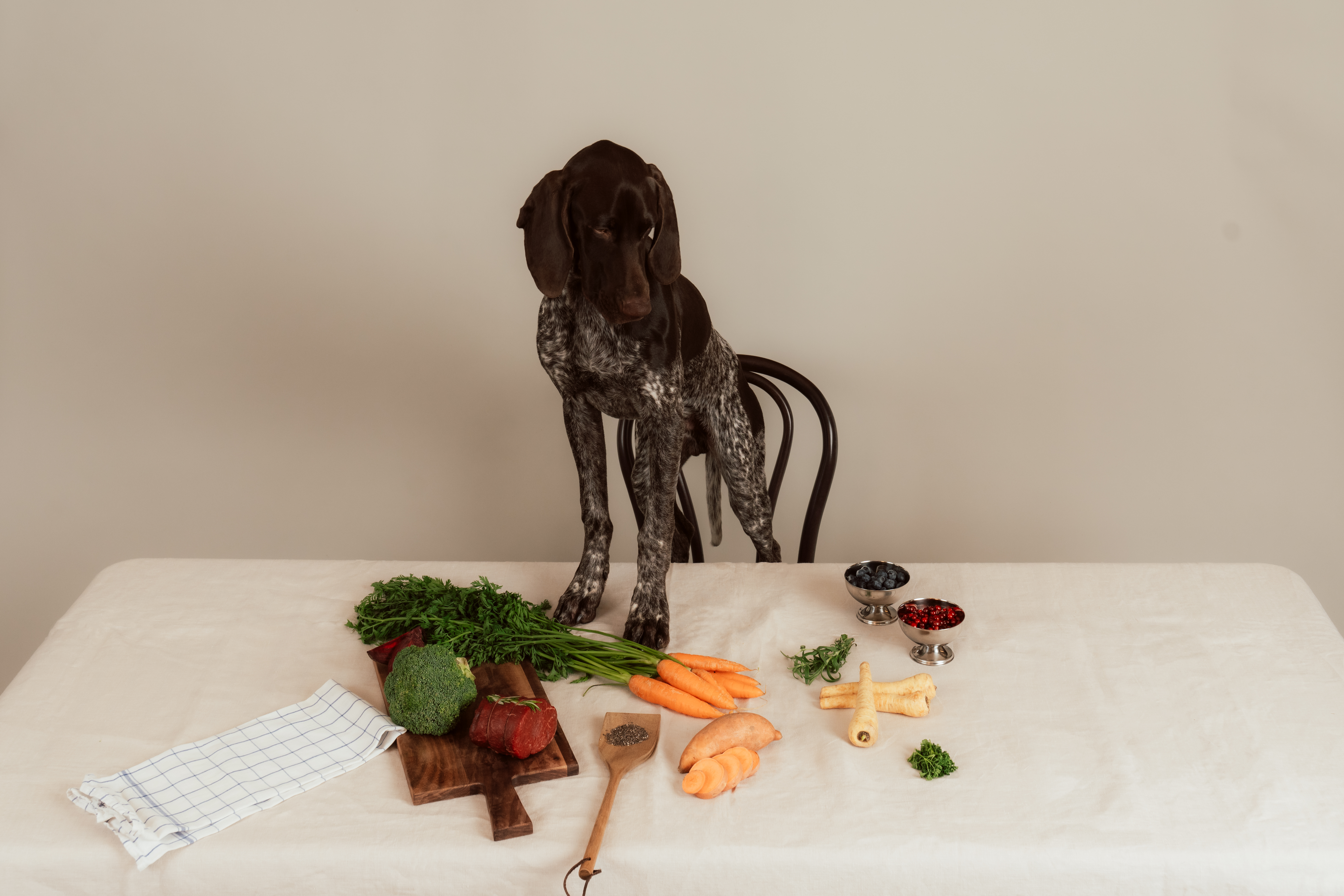 Proaktiv hälsovård börjar i matskålen – så stärker du din hunds hälsa med rätt mat