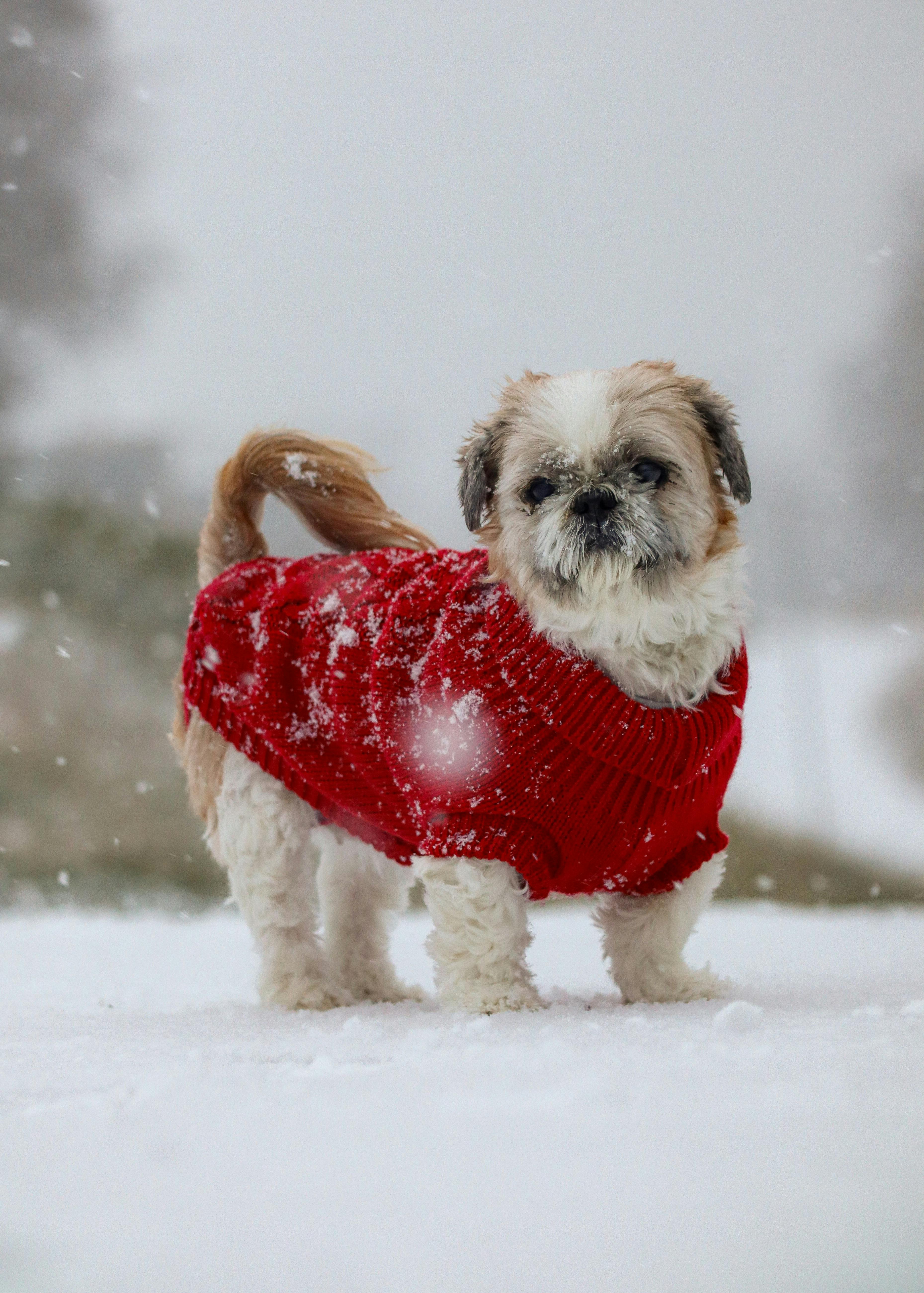 Hund med tröja i snön