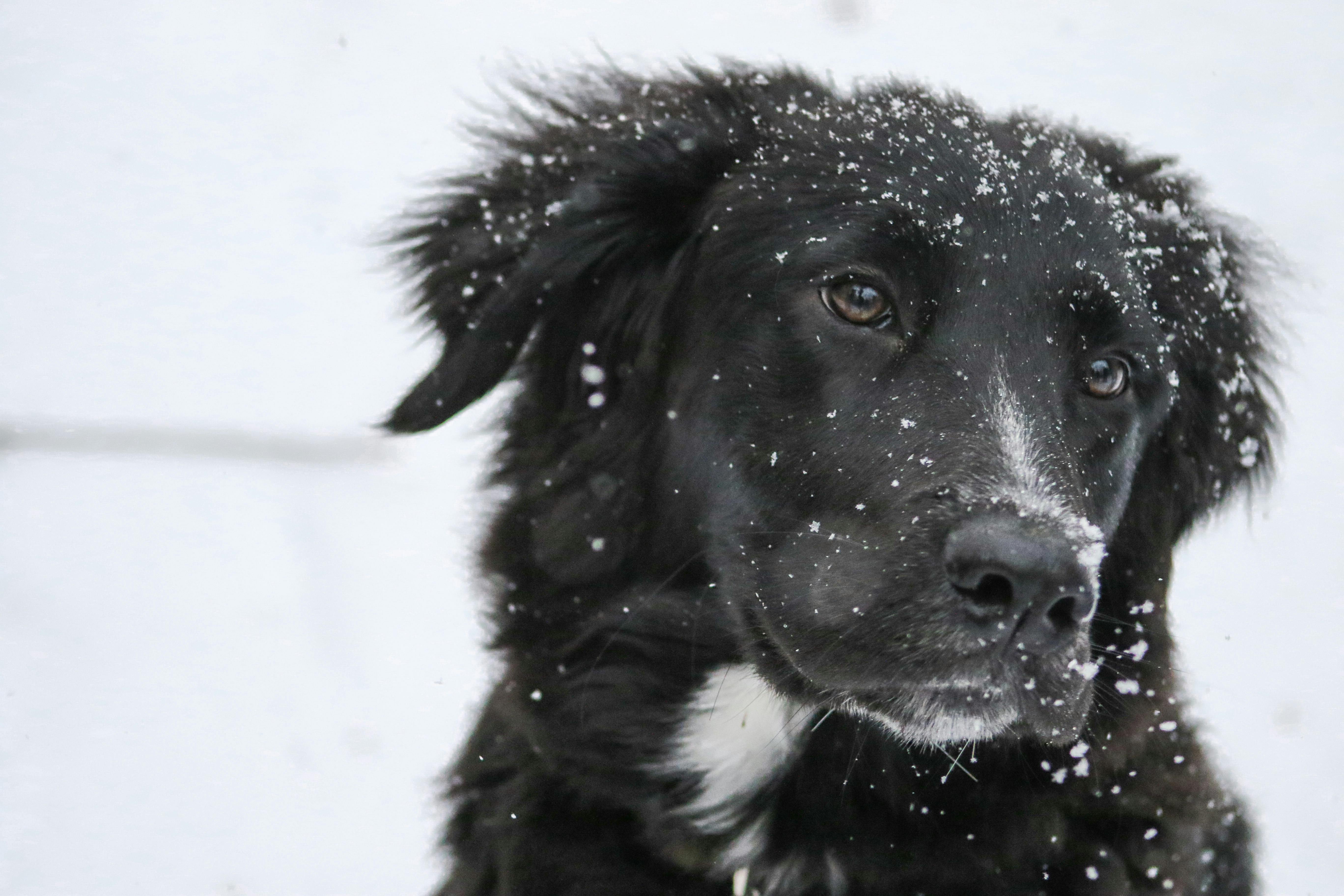 Hund med snö i pälsen