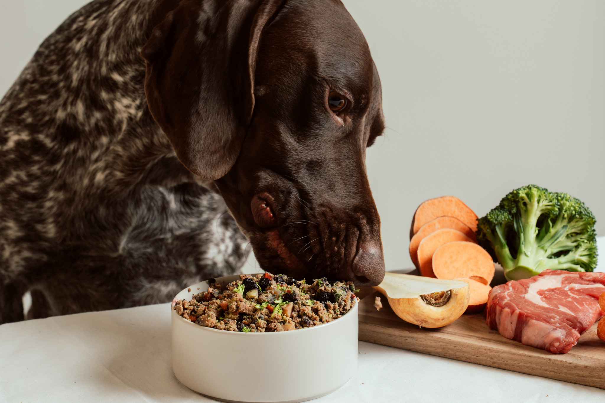 Råfoder vs färsklagad hundmat: Skillnader, fördelar och nackdelar